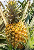 Pineapple Plant.jpg