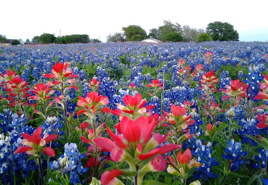 Texas bluebonnets and paintbrushes
