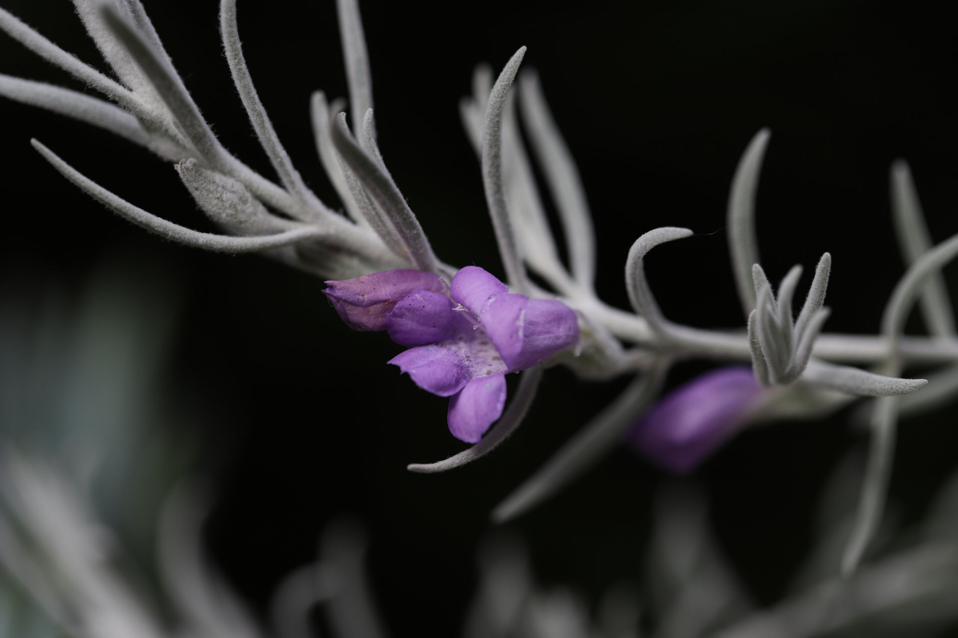 Gros plus sur une fleur de Eremophila Nivea