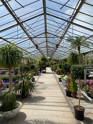 Vue panoramique du point de vente de la Jardinerie Jardin du Sud située à Ollioules, proche de Toulon. Le magasin, spacieux et lumineux, regorge de plus de 6000 variétés de plantes méditerranéennes, témoignant de l'incroyable diversité que nous proposons. Que vous soyez un jardinier amateur ou un professionnel aguerri, découvrez tout ce dont vous avez besoin pour cultiver le jardin de vos rêves chez Jardin du Sud