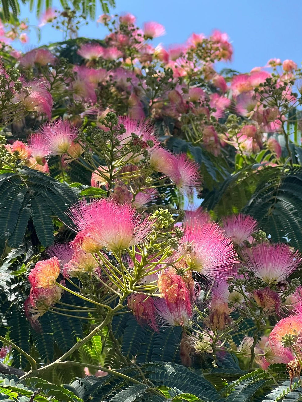 Cette image montre un gros plan d'un Albizia julibrissin Ombrella 'Boubri' en pleine floraison. Les fleurs roses vif, regroupées en inflorescences plumeuses, contrastent avec le feuillage vert foncé de l'arbre. Les étamines blanches et jaunes ajoutent une touche de couleur supplémentaire à la composition. L'arrière-plan est flou, ce qui permet de mettre l'accent sur la beauté des fleurs.