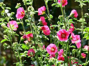 Avec ses nombreuses fleurs roses éclatantes, l’Anisodontea capensis est une vivace arbustive florifère qui illumine les jardins et terrasses. Sa longue floraison, son feuillage décoratif et sa facilité de culture en font une plante très recherchée par les jardiniers. Elle convient parfaitement aux climats doux ou méditerranéens et peut également être cultivée en pot dans les régions plus fraîches. Idéale pour attirer les abeilles et papillons, elle contribue à un jardin vivant et coloré.