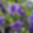 Fleurs violettes de Ruellia brittoniana en pleine floraison, avec un feuillage vert allongé, photographiées en pépinière.