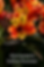 Photo d'un alstroemeria Indian summer a Jardin du sud