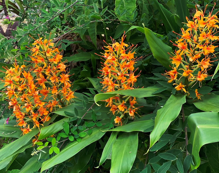 Fleurs de hedychium coccineum