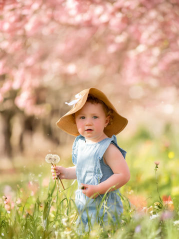 Niagara photographer, cherry blossoms minis , photographers near me, family photographers, niagara photographer