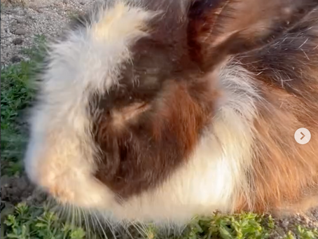 Reflections on Oreo (Clara)'s passing
