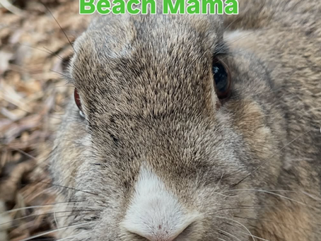 Memorable Rabbits Part 10 Beach Mama