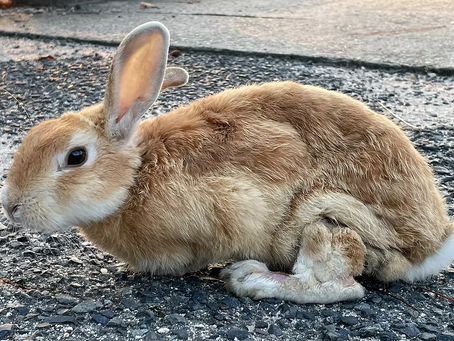 Memorable Rabbits Part 7 Zakkuri