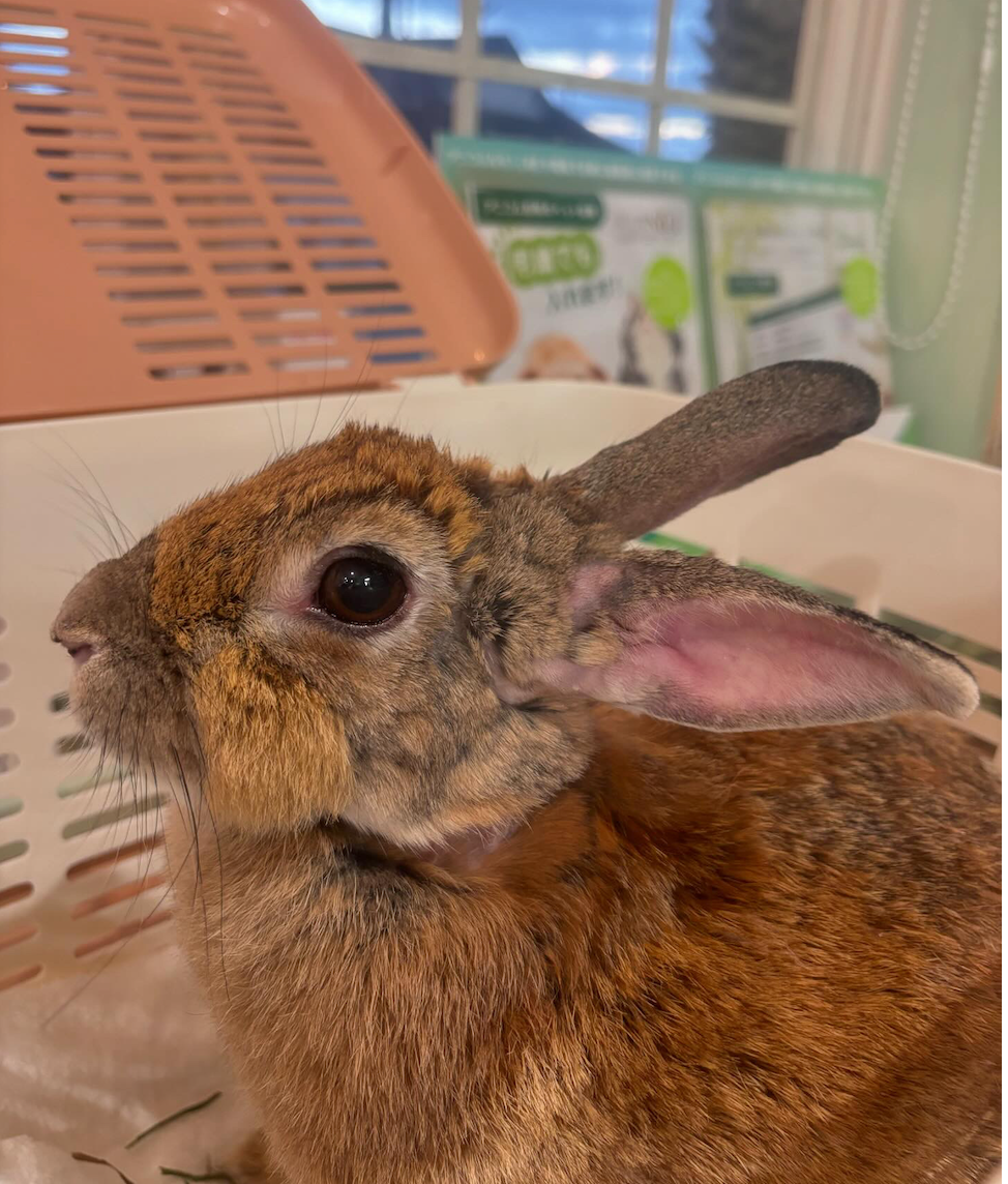 After surgical removal of her tumor, she regained the quality of life