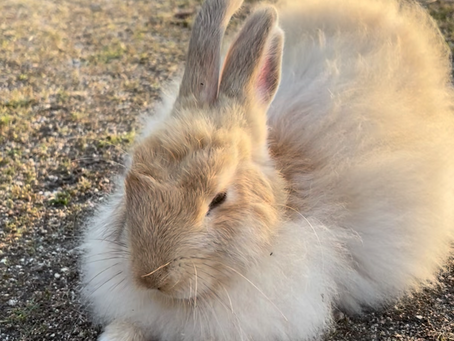 Memorable rabbits Part 3 Rapo