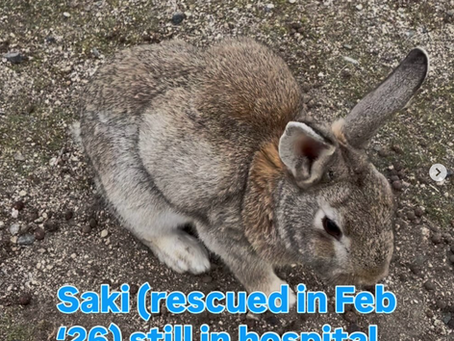 Rabbits who suffered from abscess