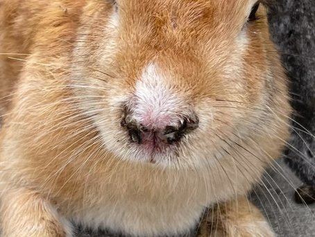 Memorable Rabbits Part 8 Hana chan