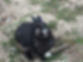 Salvation of rabbits not possible in national park?