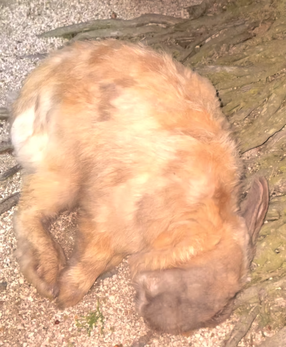 Little Boss was found struggling on the ground