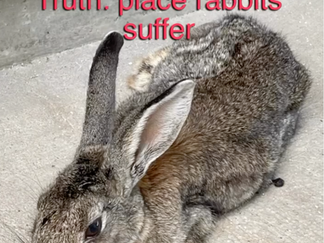 Fate of injured rabbit