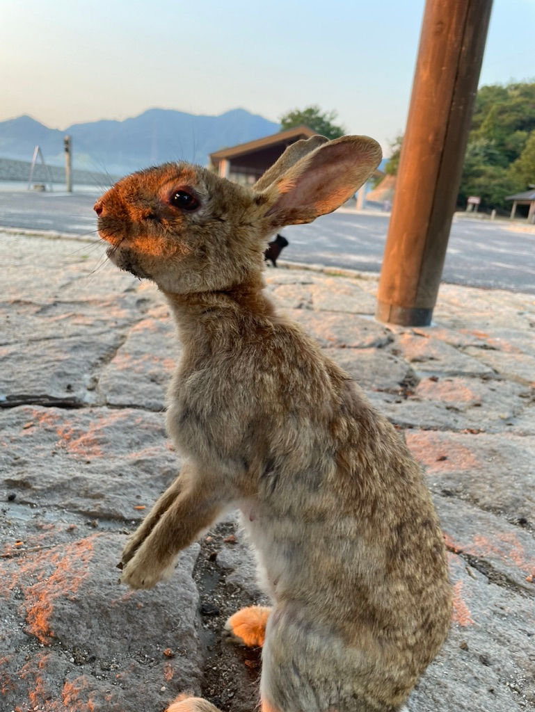 毎日、エサがもらえるのを待っていた