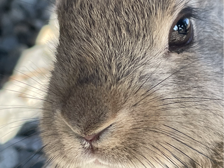 The impact of unstable food supply on rabbits