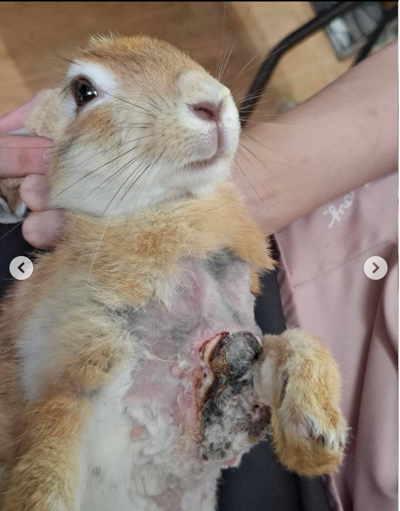 High probability for cause of injury was bite wounds from fight with other rabbit