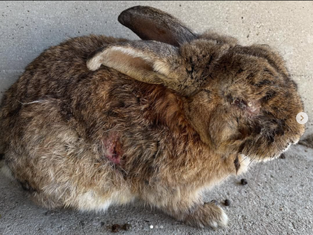 Did big tourism help rabbits?