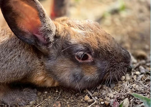 sick rabbit