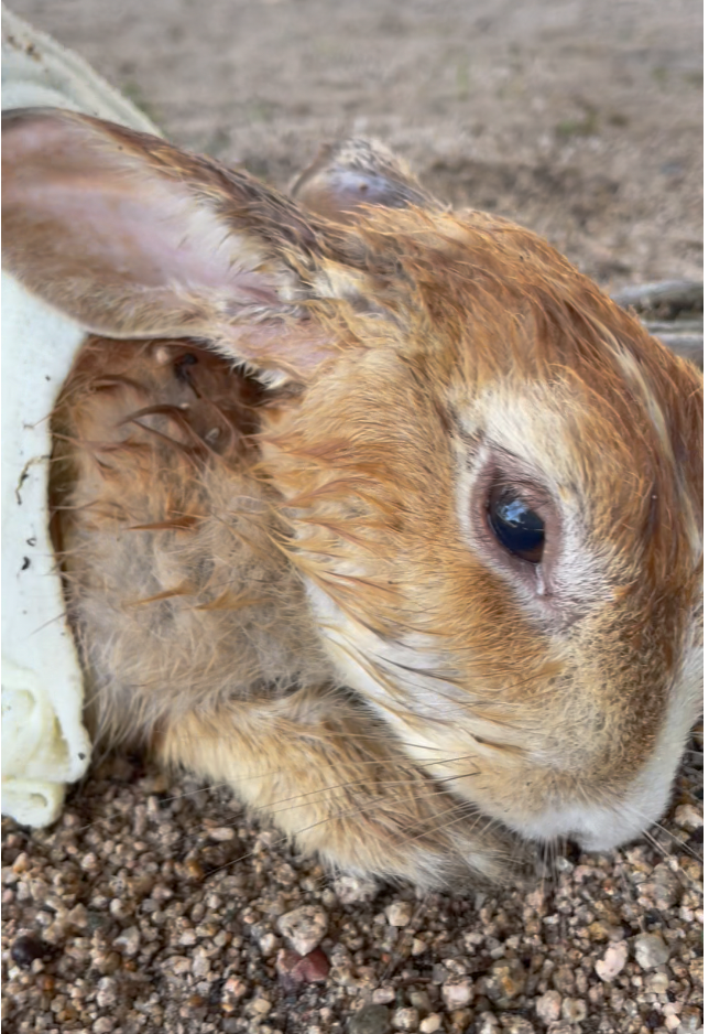 熱中症で瀕死のウサギ