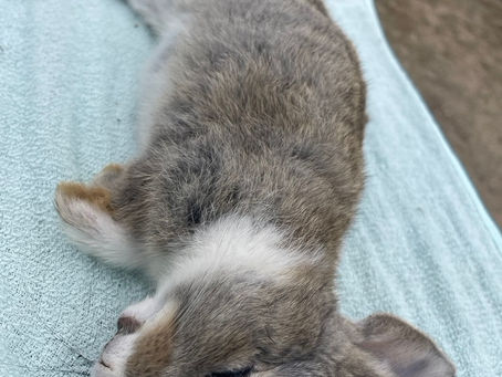 Why Okunoshima rabbits Should Not Be Considered Wild Animals