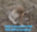 Rabbits who suffered from abscess