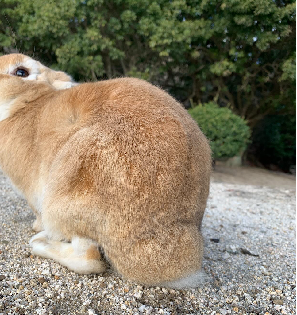 お尻に大きな膿瘍ができ、まもなく行方が知れなくなった
