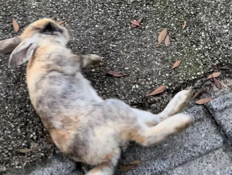 Memorable Rabbits Part 4 (Visi chan)
