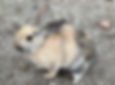 Ohkunoshima rabbit tried to survive despite animal cruelty