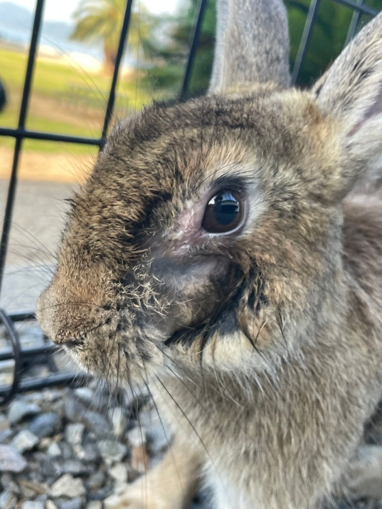 typical sick rabbit with eye infection