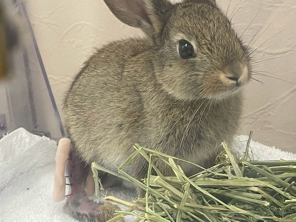 Do NOT cast away injured rabbitss