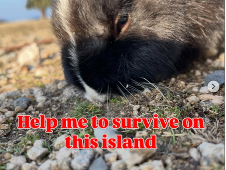 Odds of baby rabbit to survive on this island