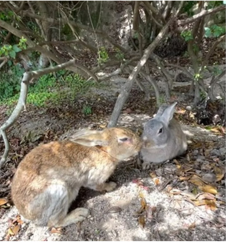Gray rabbit might have been her child