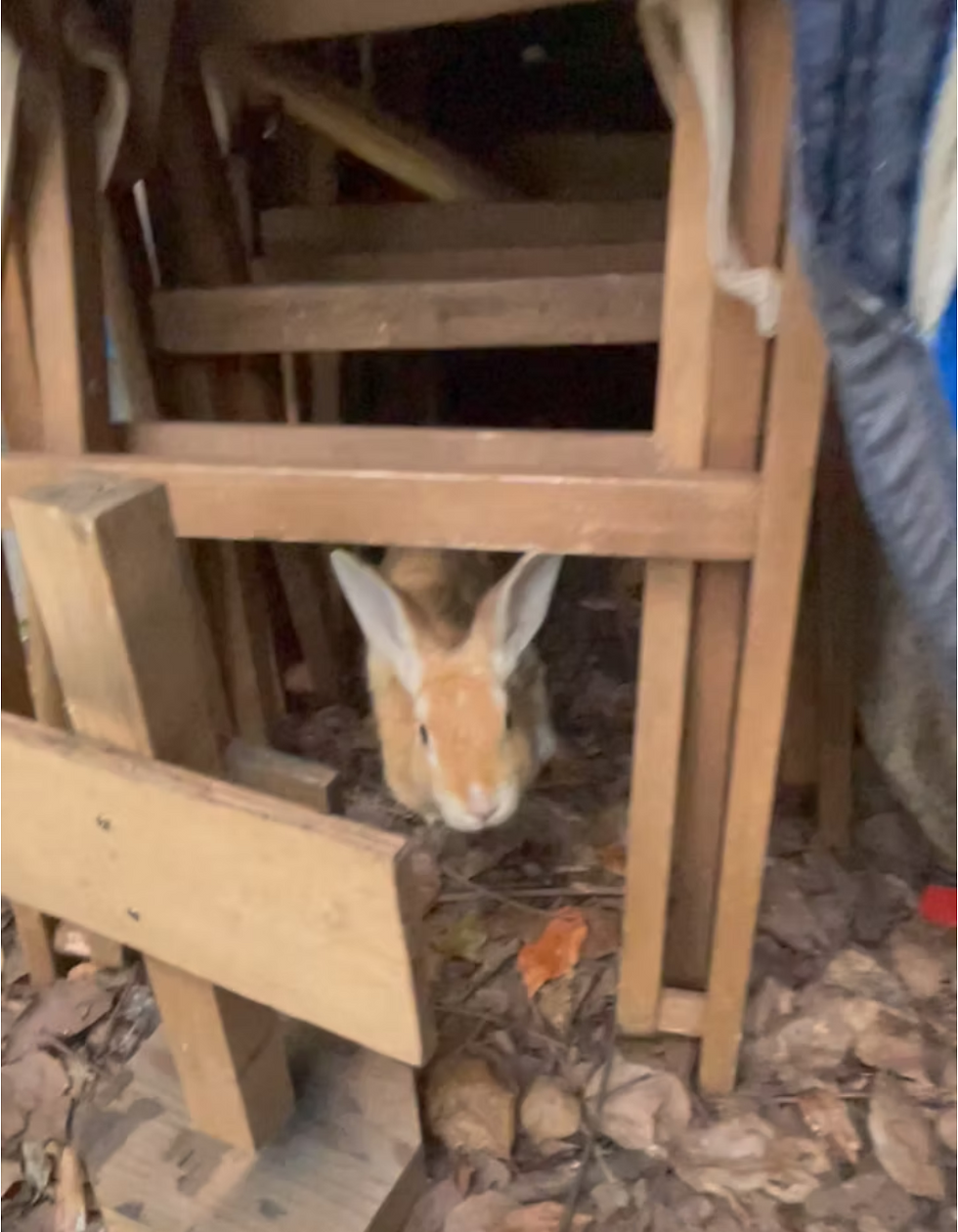 He was hiding away from other rabbits