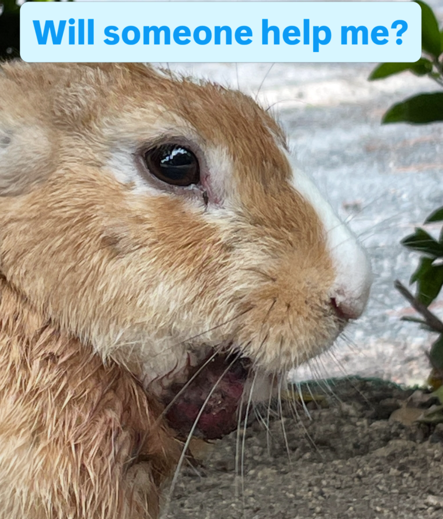 Reflecting on the many rabbits I once knew, now that they have passed away.
