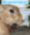Reflecting on the many rabbits I once knew, now that they have passed away.