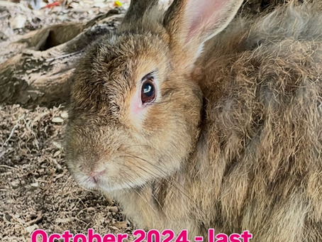 思い出深いウサギ達 その1ーゴマふわちゃん(モフ)