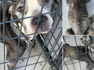 $10K reward offered for info on sick, emaciated, elderly male dog found abandoned in Southington