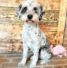 mi f1 goldendoodle dejará de perder pelo