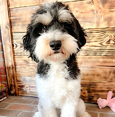 mi f1 goldendoodle dejará de perder pelo