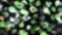 Video August Garden.JPG