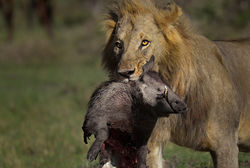 OB Lion (1 of 1)