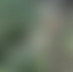 欅の伐採【特殊伐採】