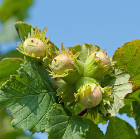 Thumbnail: Guenard French Hazelnut Oil. 500ml.