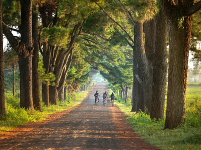 Bicicleta no Bosque.jpg