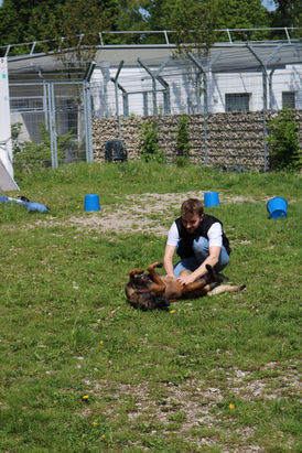 Hundeschule München und Aichach