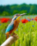 wallpaper-3362712_1920_edited.jpg