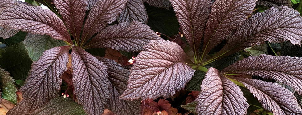 Rodgersia Bronze Peacock.jpeg